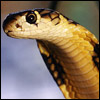 kingcobra's Avatar