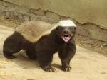 HoneyBadger's Avatar