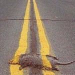 Roadkill's Avatar