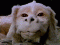 Falcor's Avatar