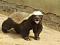 HoneyBadger's Avatar