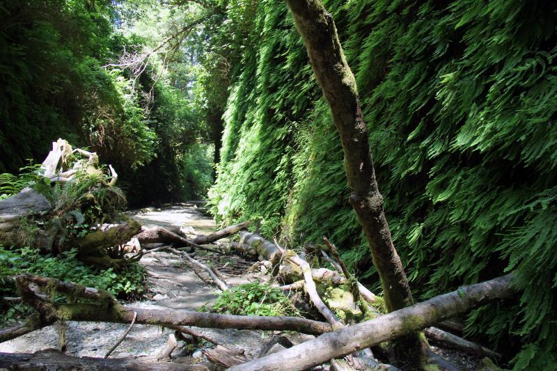 Fern Canyon - beautiful spot north of Eureka, CA