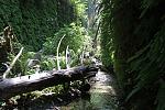 Fern Canyon - Redwood Forest in Northern CA