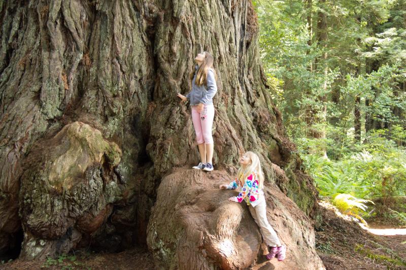 Elena and Kinsey, our friend's kids, at the base of a giant redwood - Prairie Creek Redwoods National Park
