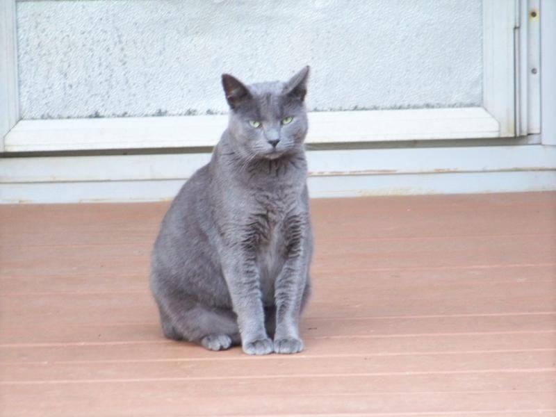 out-door kitty