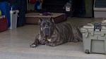 Yes hes a 2yr old Cane Corso 145 lb .