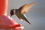 Hummingbird on my deck, I was literally 2 feet away.  It was pretty cool!