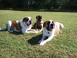 Jager at 2 years old (left), Tag (bull mastiff - center) and Maddie (another Saint I adopted)- right