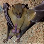 bat crank