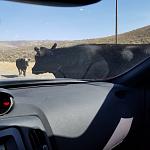 Random cattle drive on some backroads in SLC