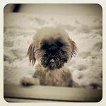 This was actually few years ago. Eva playing in the snow.