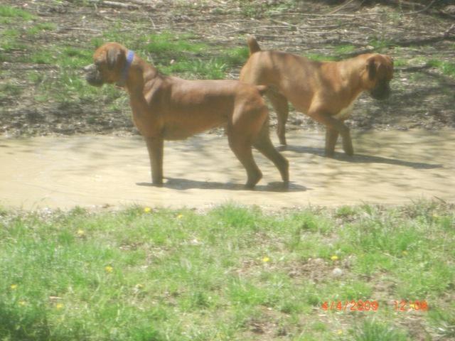 Max and Nicki playing in the backyard puddle after a heavy rain.