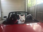Dogs Miata