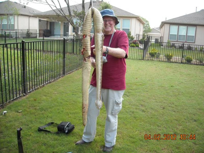 Nice Rattle Snake removed from the genepool by my dad's neighbor.