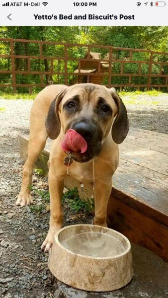 My Bebe .. playing is thirsty work. 5 months 50 lbs