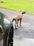 370z guard dog