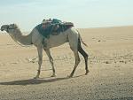 Camel on probation