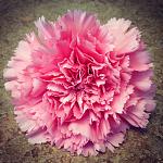 Love Pink Carnations