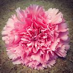Love Pink Carnations