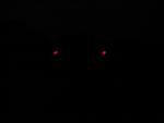 looks like a wolf in the darkness haha