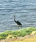 Herron walking the seawall