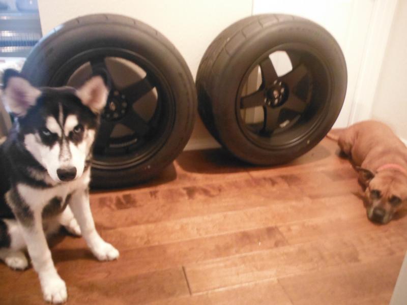My dogs modeling for the 18x12 rota wheels rapped in 18/305/45 tires